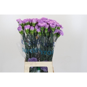 Dianthus St Florigene Moonaqua