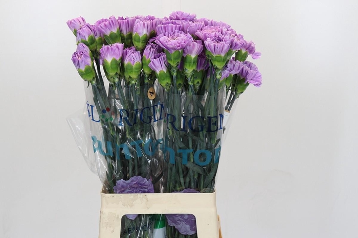 <h4>Dianthus St Florigene Moonaqua</h4>