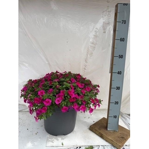 CALIB MINIF PINK
