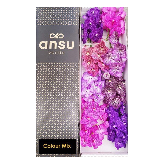 <h4>Vanda T Gemengd</h4>