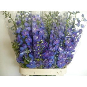 Delph Du Guard Blue