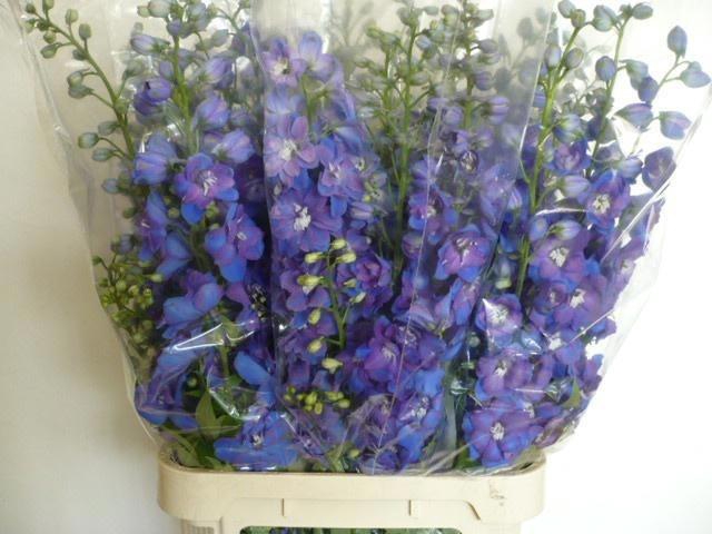 <h4>Delph Du Guard Blue</h4>
