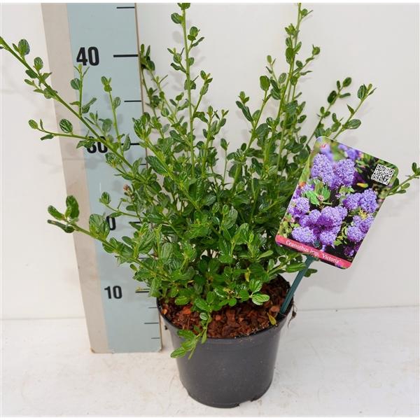 <h4>Ceanothus impressus 'Victoria'</h4>