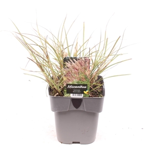 Miscanthus sin. 'Red Chief'