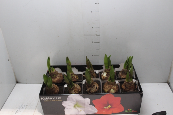 <h4>AMARYLLIS P14 VERMELHO MIN 2 HT</h4>