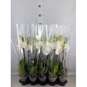 Phalaenopsis   ...white