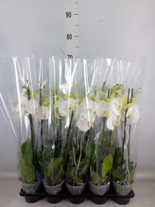 <h4>Phalaenopsis   ...white</h4>