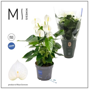 Mimesis Anthurium KARMA White Compact - 17cm