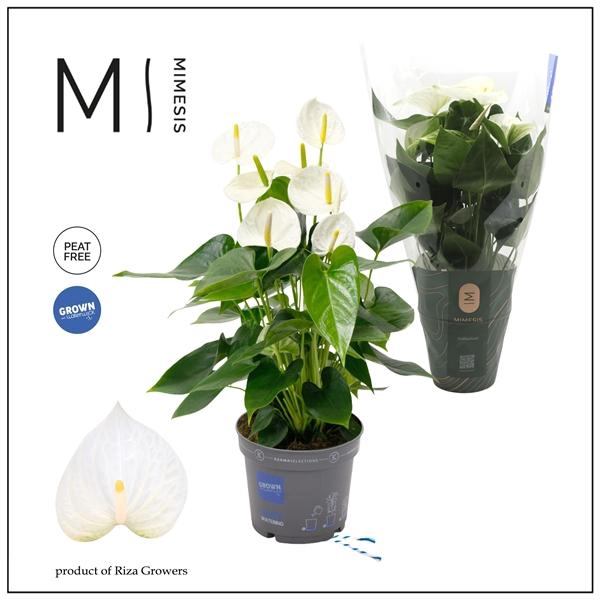 <h4>Mimesis Anthurium KARMA White Compact - 17cm</h4>
