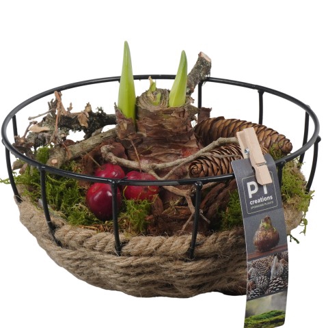 <h4>PTAA7559 Arrangementen Hippeastrum</h4>