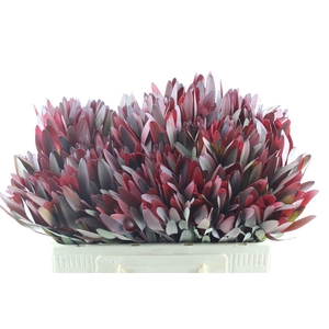 Leucad Saf Sunset Ex