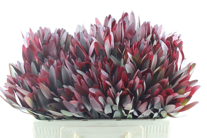 Leucad Saf Sunset Ex