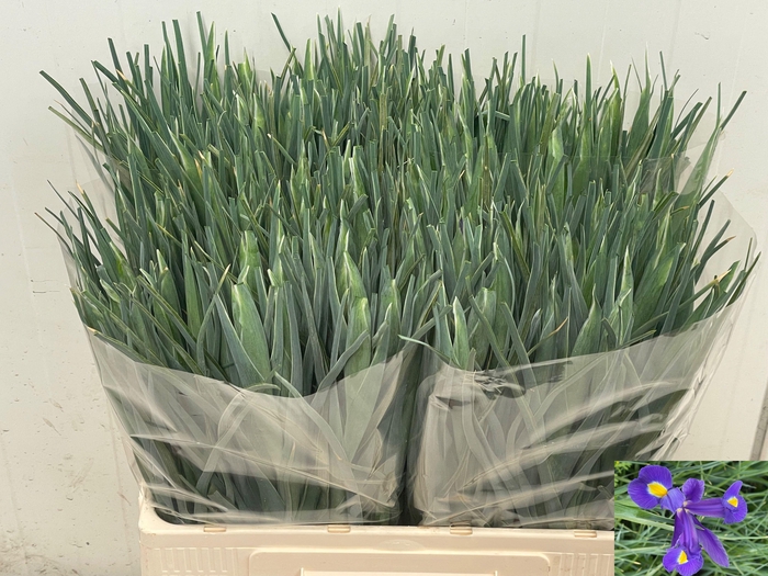 <h4>IRIS BLUE MAGIC</h4>