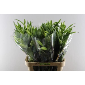 Li Lf Watch Up 2 Kop