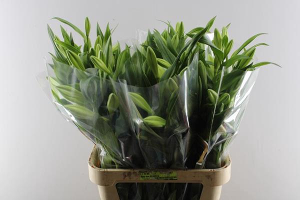 <h4>Li Lf Watch Up 2 Kop</h4>