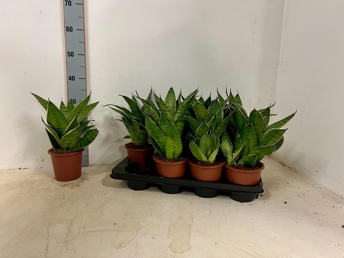 <h4>SANSEV HAHNII</h4>