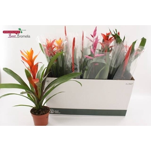 BROMELIA GEM