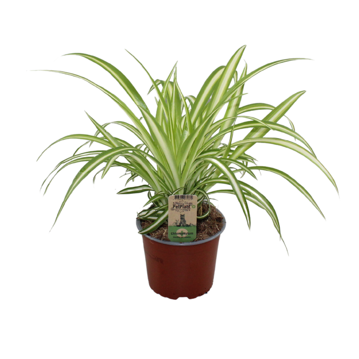 <h4>Chlorophytum Variegatum PetPlant</h4>