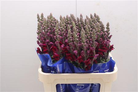<h4>Antir Antibes Red</h4>