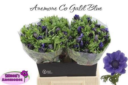 <h4>Anem Marianne Blue</h4>