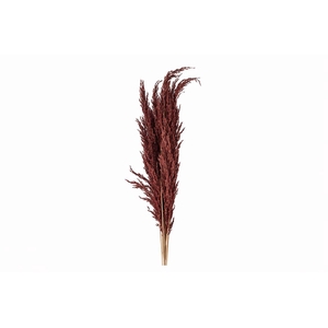 Dried Pampas Gras Brown (8 Stems) Bunch