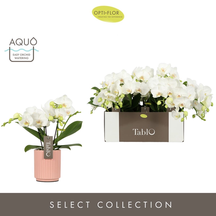 <h4>Phalaenopsis wit meer takken</h4>