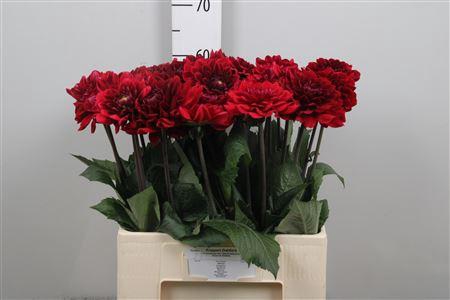 <h4>Dahl Red Runner</h4>