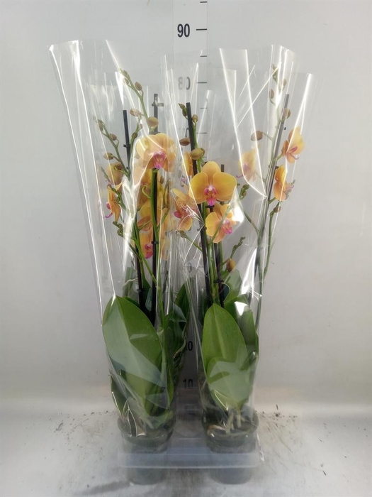 <h4>Phalaenopsis 'Buddha'</h4>