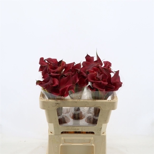 Calla Red Charm | Dubbelbloemig