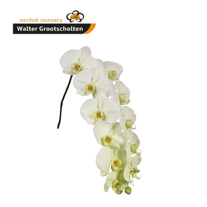 Phal Limon Bella 9-13