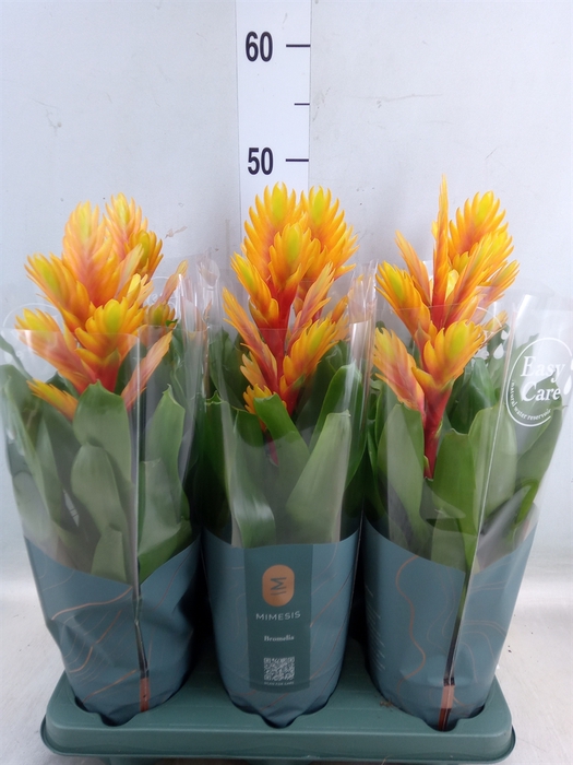 <h4>Vriesea  'Intenso Flame'</h4>