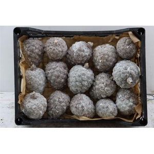 Wax Pinea Gl Naturel X15