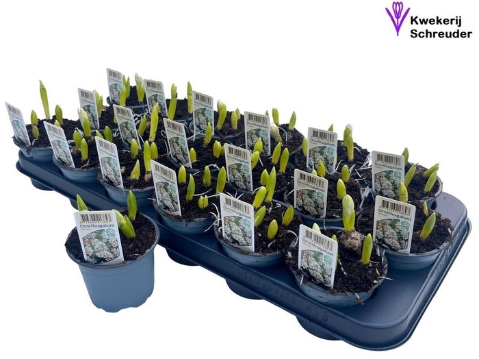 <h4>ORNIT BALANSAE</h4>