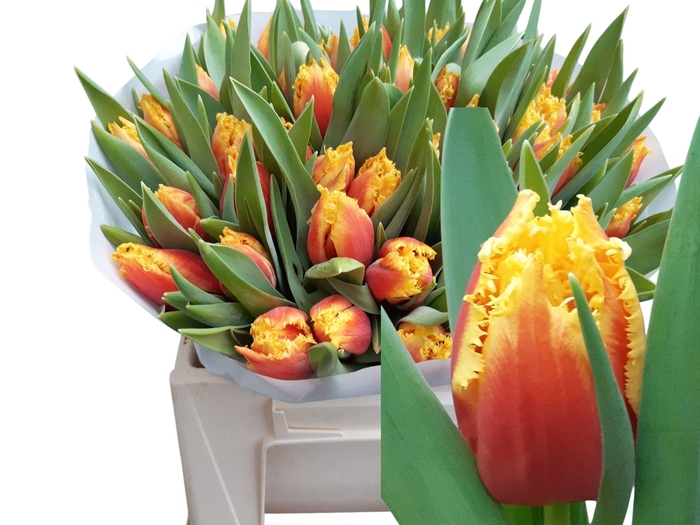 <h4>TU FR DAVENPORT</h4>