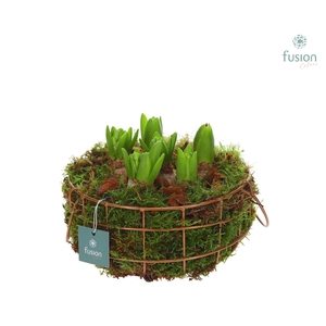 Mand metaal rond Large met Hyacinthus