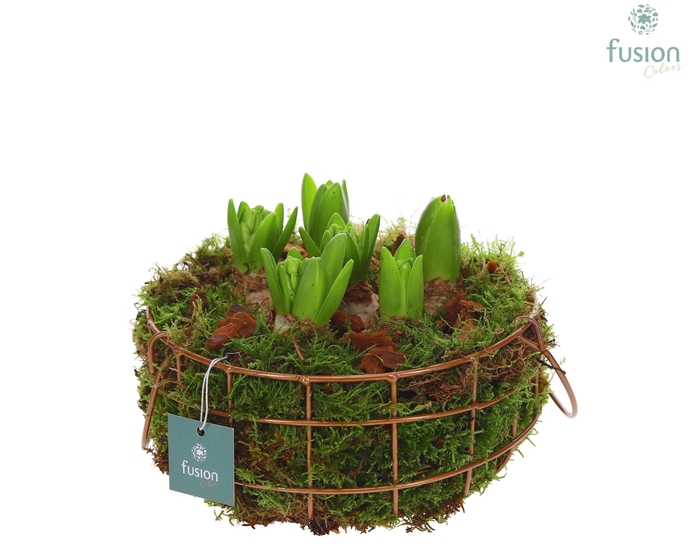 <h4>Mand metaal rond Large met Hyacinthus</h4>