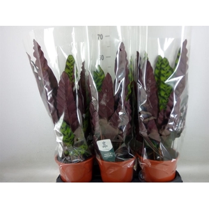 Calathea lancifolia