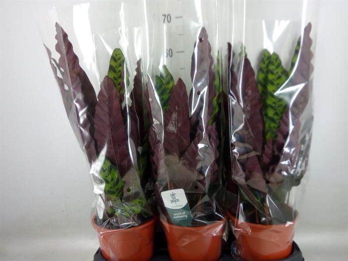 <h4>Calathea lancifolia</h4>
