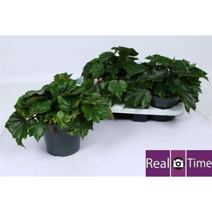 Begonia BD 'Rubi Verde'