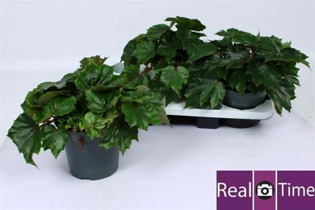 <h4>Begonia BD 'Rubi Verde'</h4>