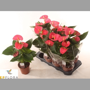 ANTHU AN ARISA PINK
