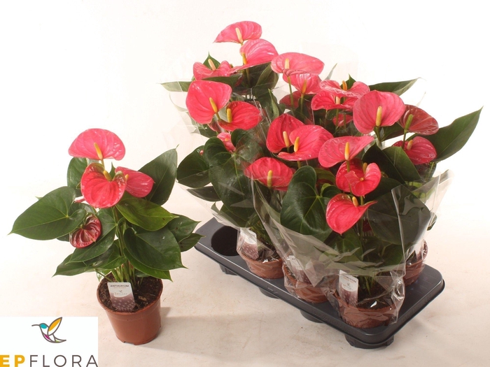 <h4>ANTHU AN ARISA PINK</h4>