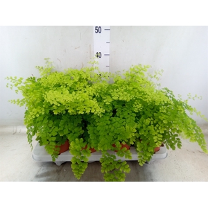 Adiantum raddi. 'Fragrans'