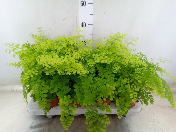 <h4>Adiantum raddi. 'Fragrans'</h4>