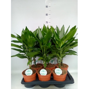 Dracaena fr de 'Janet Lind'