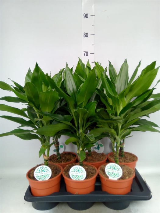 <h4>Dracaena fr de 'Janet Lind'</h4>