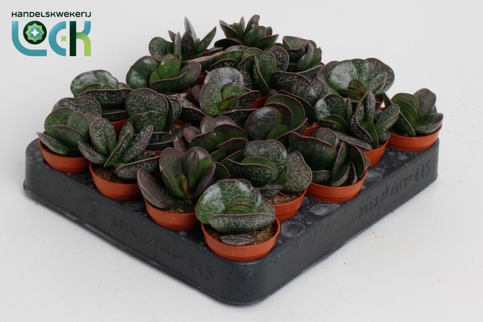 <h4>Adromischus Cooperi</h4>