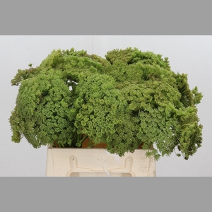 Ammi Majus Visnaga Zaad