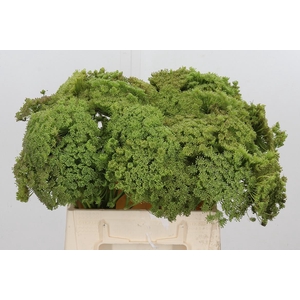Ammi Majus Visnaga Zaad