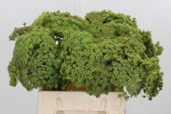 <h4>Ammi Majus Visnaga Zaad</h4>